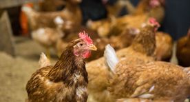 Alates 1. aprillist kehtivad kodulindude väljas pidamisele piirangud
