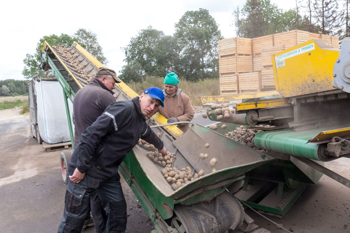 Janek Lass osaühingust Koorti Kartul tõdeb, et kartulisaagiga võib rahul olla.