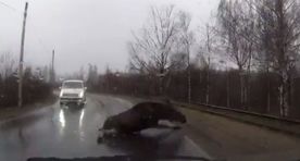 Видео: переходивший дорогу лось поскользнулся и чуть не попал под машину