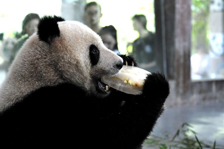 Hiinas Shanghais mõõdeti temperatuurirekord 40,9 kraadi, lisaks inimestele mõjutab see ka loomi, eriti bambuskarusid