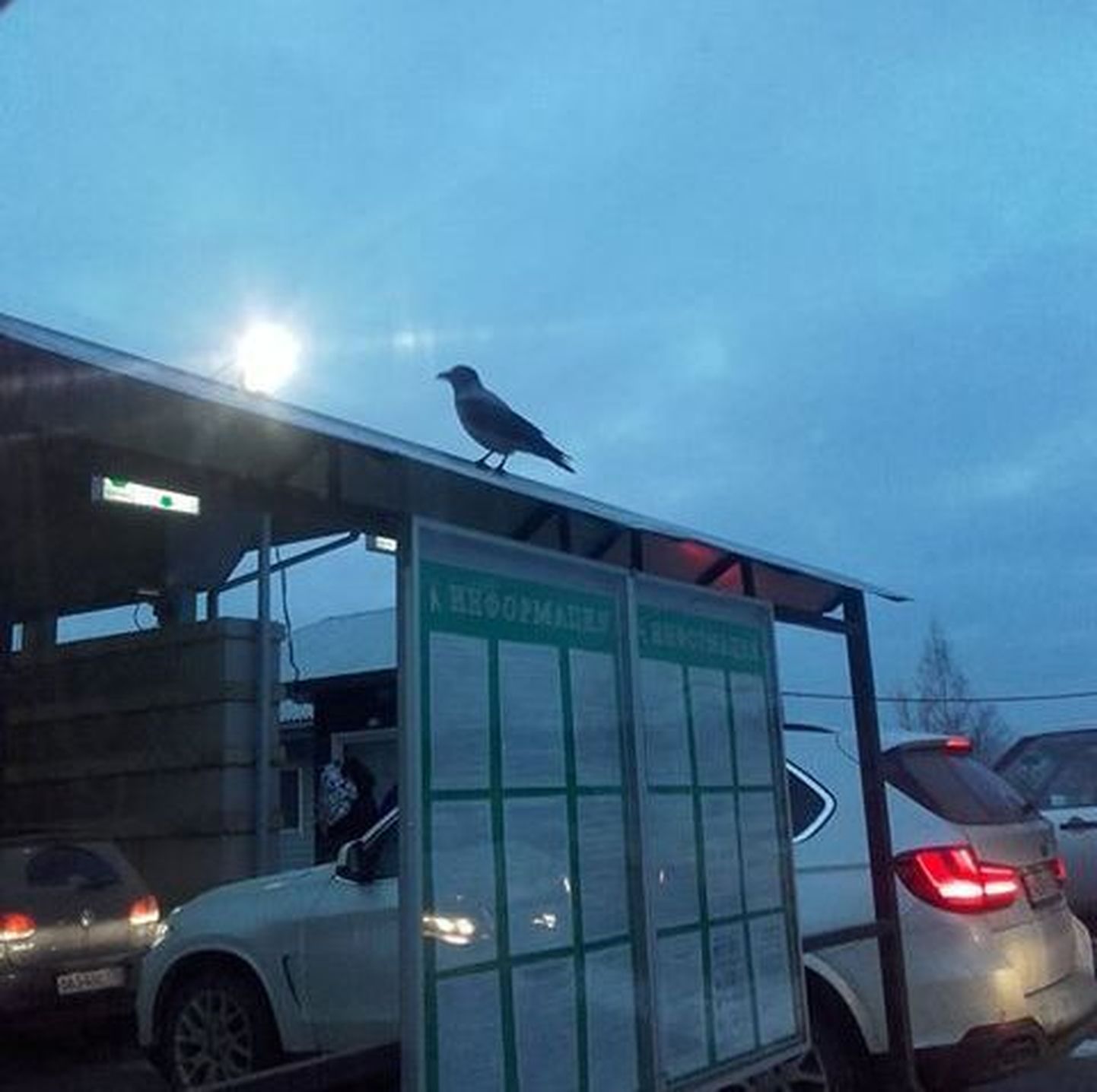 Очевидцы утверждают, что это та самая ворона, которая ворует на границе паспорта.