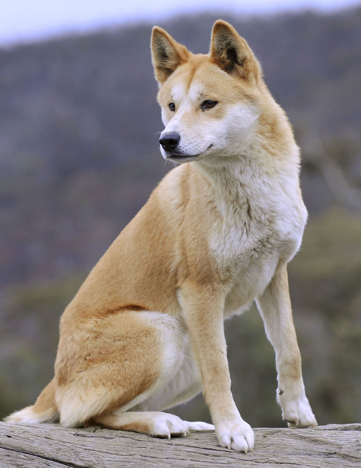Austraalia metsik koer dingo