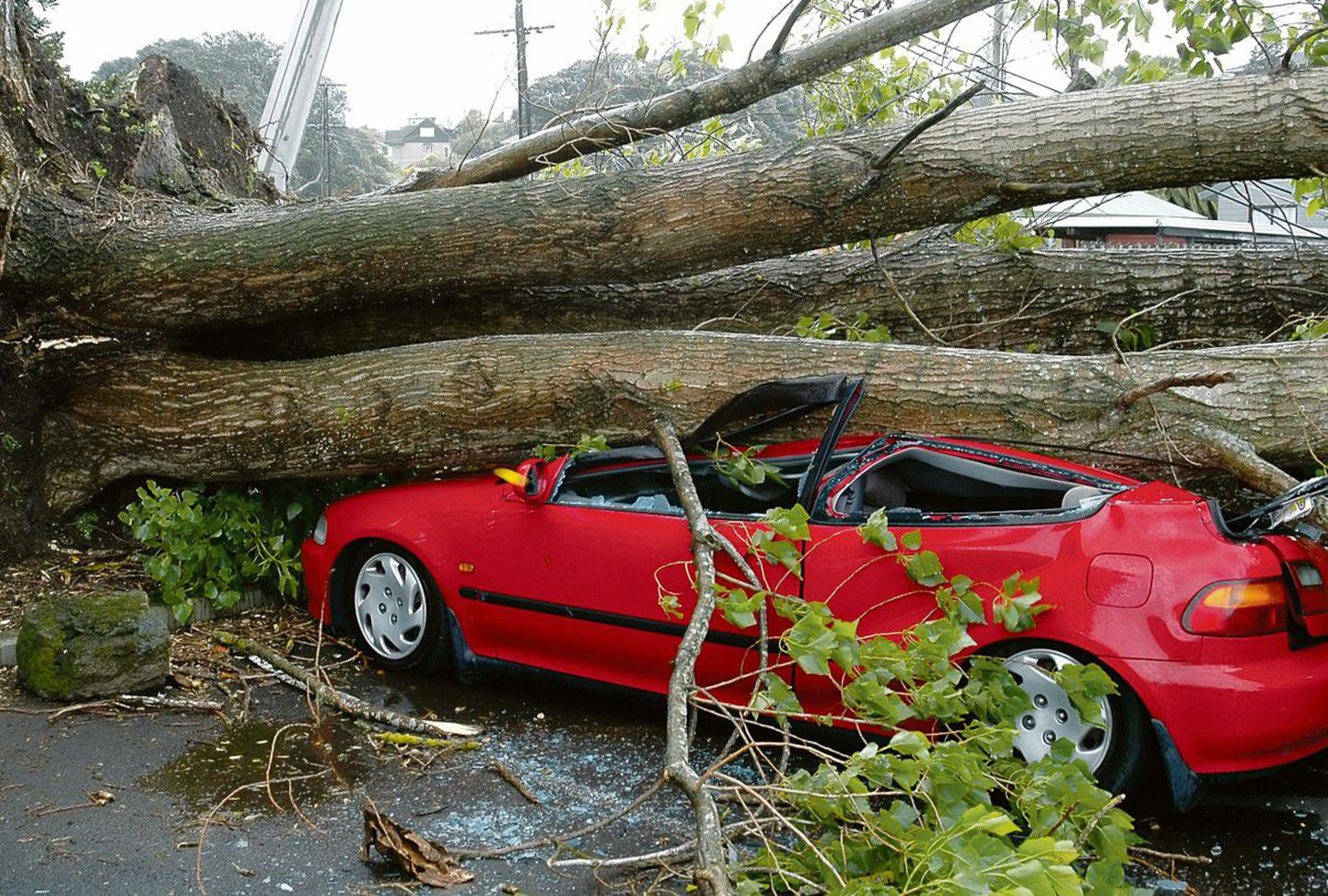 Упавшее во время шторма дерево совершенно расплющило автомобиль.