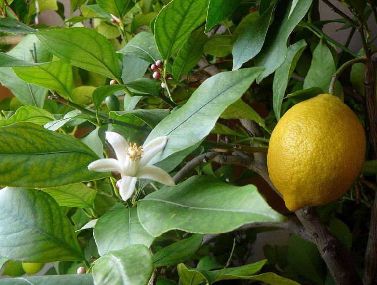 Harilik sidrun (Citrus limon) / wikipedia.org