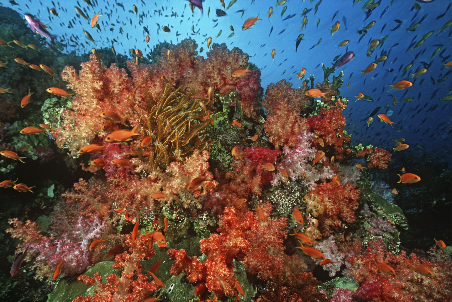 Korallrahu