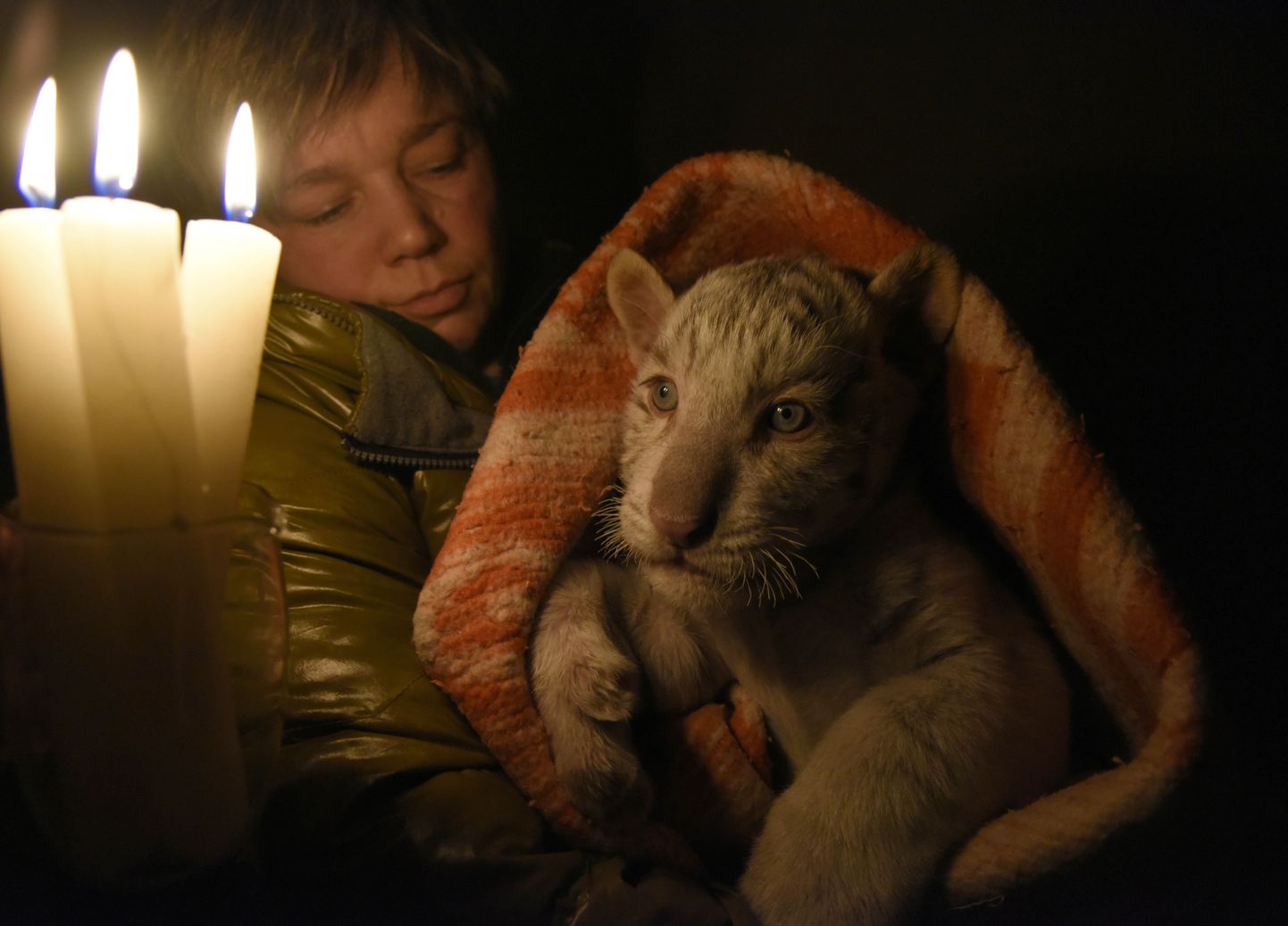Оксана Зубкова — главная няня больших котят в Ялтинском зоопарке - отогревает 6-недельного тигренка.
