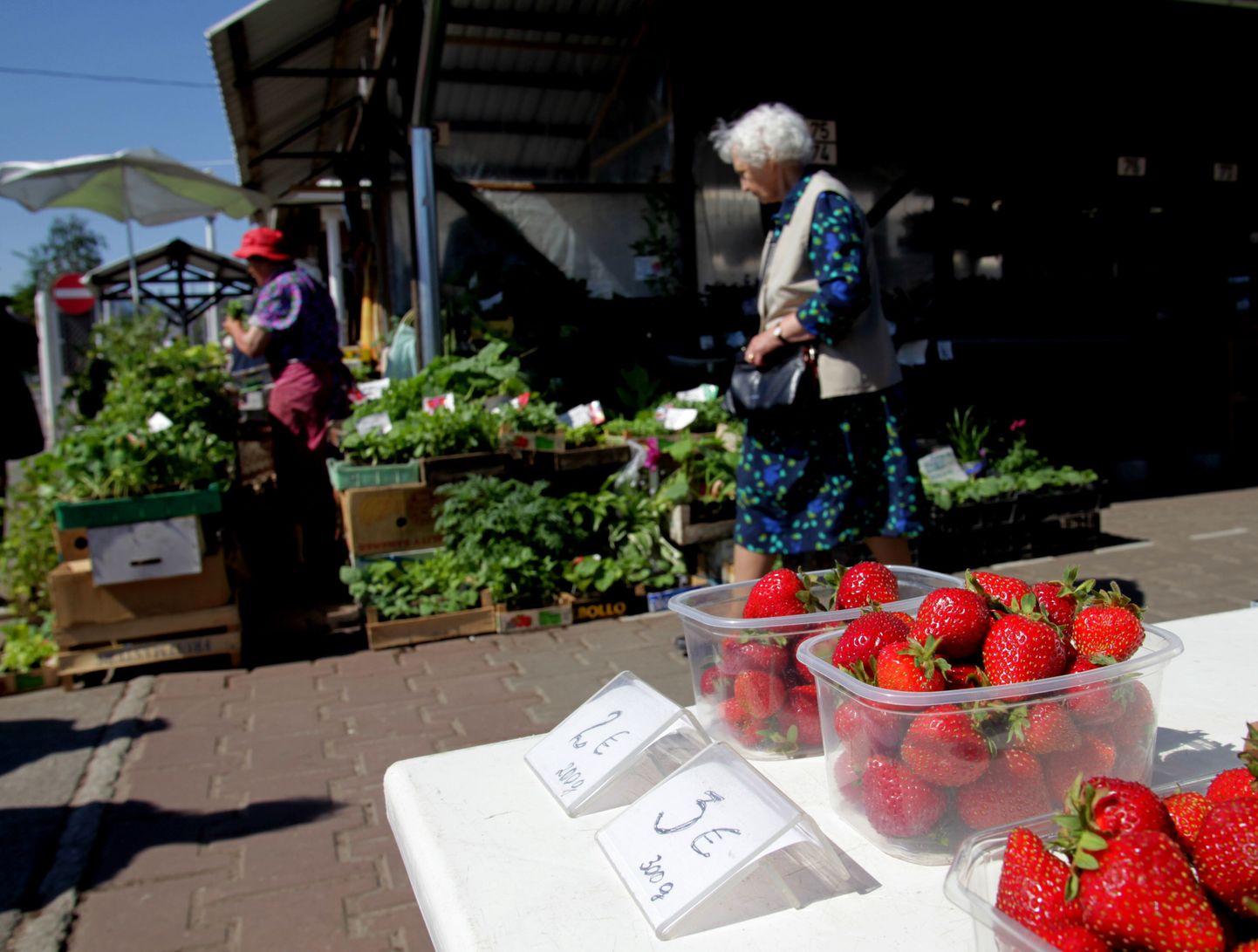 Pragu maksab maasikakilo keskmiselt 2,3 eurot. Pildil maasikad juuni alguse hindadega.