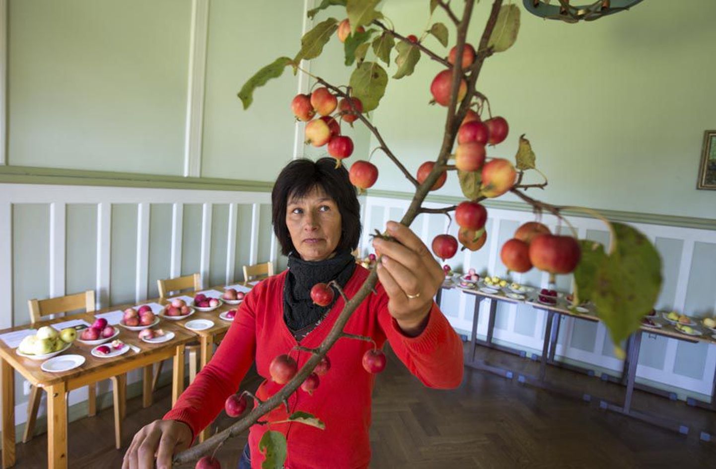 Kärstna mõisa perenaine Urve Kass ootab külalisi 50 õunasordi näitusele reedeni.