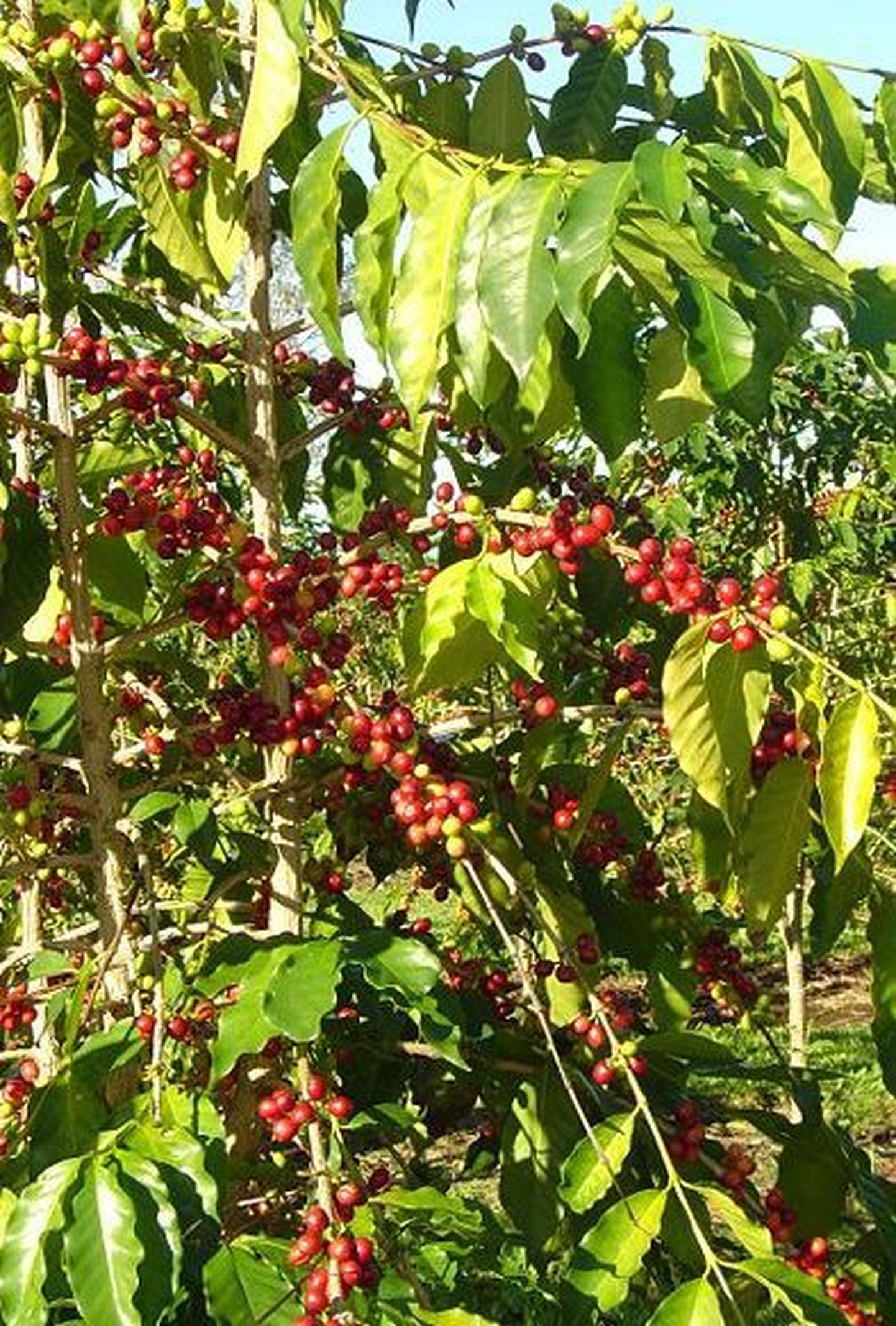 Hawaii Kona piirkonna kohvipuu valmivad viljad