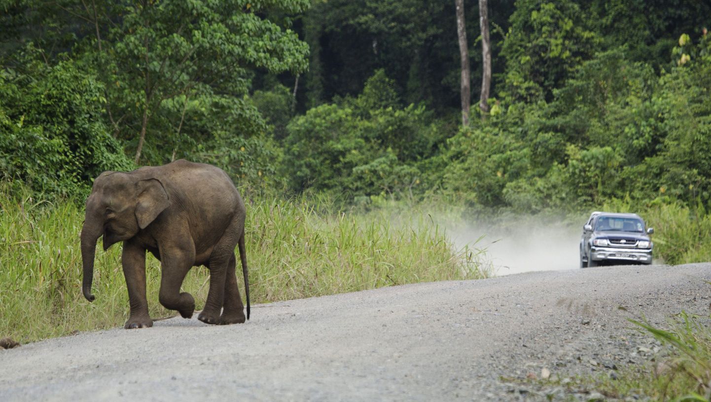 Elevant tappis Borneo rahvuspargis turisti