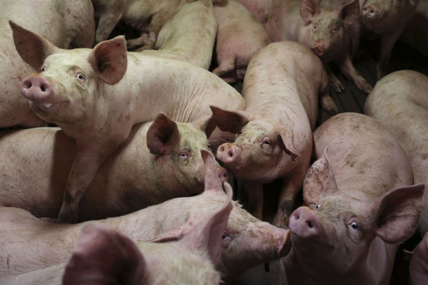 Itaalia maffiaboss visati elavalt sigadele söögiks