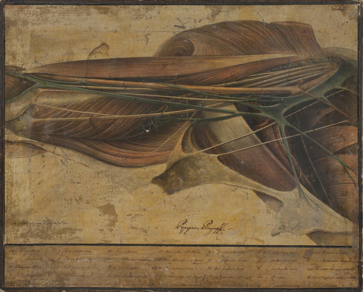 Georg Friedrich Schlater. Inimese õlavarre lihas. 1830. aastad (?). Joonistus Nikolai Pirogovi anatoomilise preparaadi järgi. Tartu Ülikooli muuseum