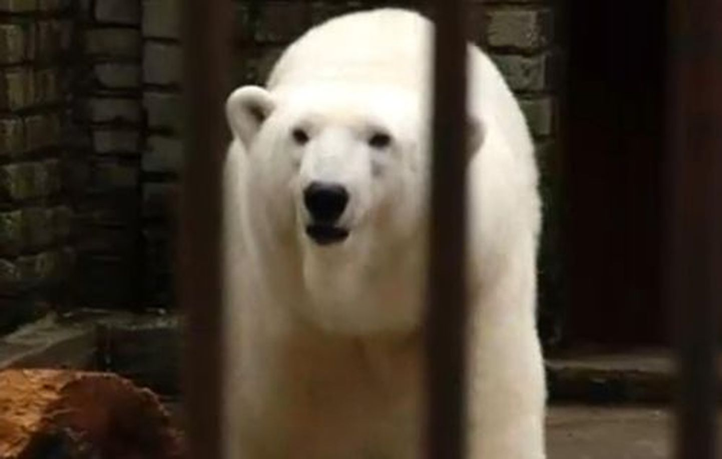 Белый медведь в Таллиннском зоопарке.