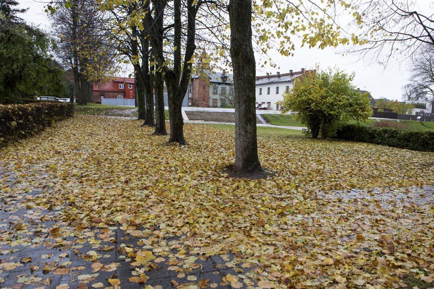 Kuigi seda platsi Viljandi südames koristati alles kolmapäeval, oli see kaks päeva hiljem juba paksult puulehti täis.