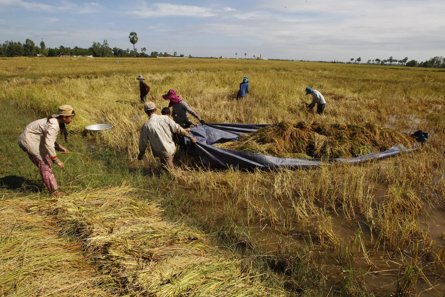 Kambodžalased põllutööl.