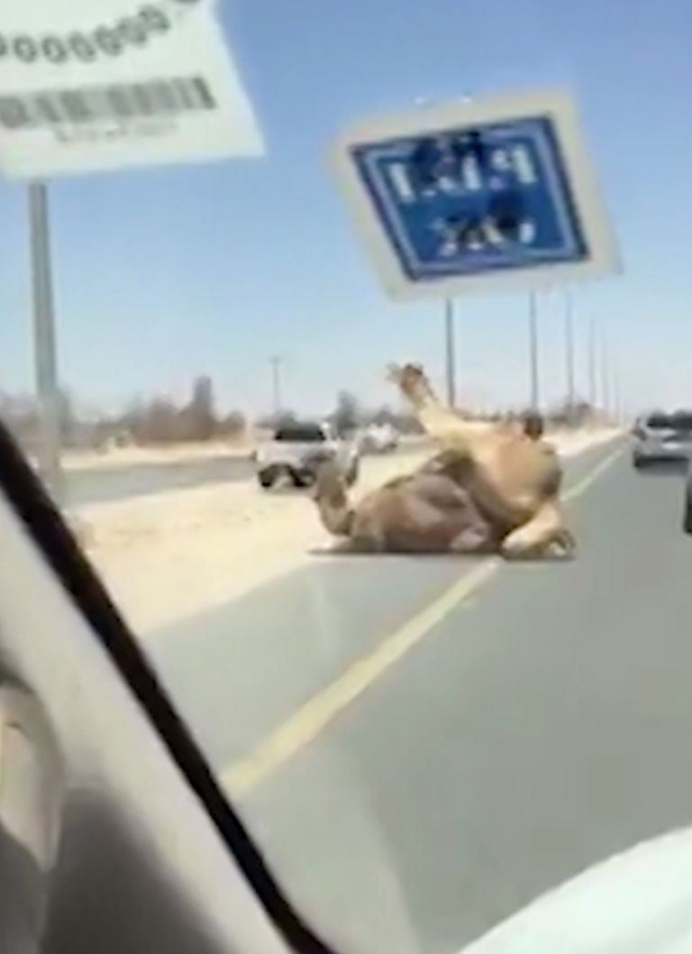 Araabia Ühendemiraatides Dubai ja Ras Al-Khaimahini vahelisel teel armatsenud kaamelid