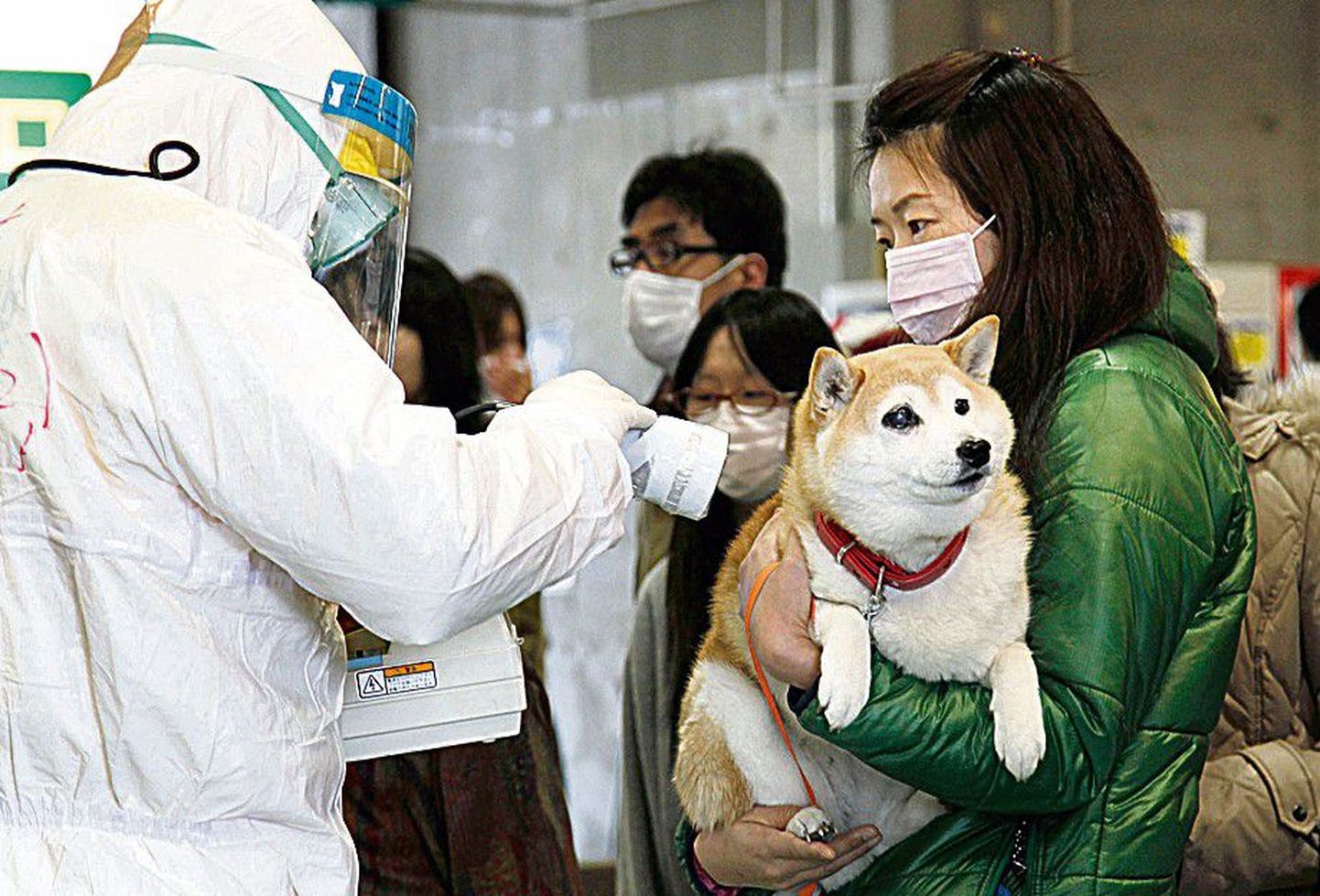 Mis koerakesel mureks? Asjatundja kontrollib, ega jaapanlanna lemmikloom ole karvadega liiga palju ohtlikku kiirgust kogunud.
