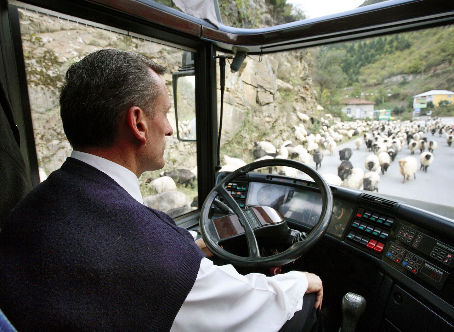 Türgi bussijuht annab teed lammastele.