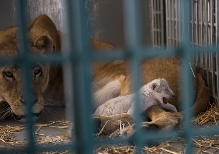 Süüria Aleppo loomaaiast päästeti 13, looma kes said Jordaanias Jerashis varjupaiga. Emalõvi Dana sünnitas poja  