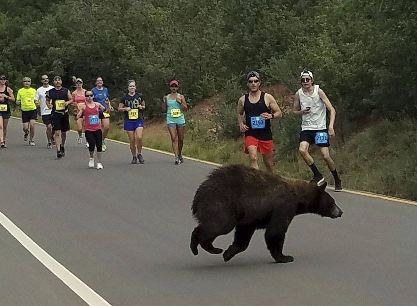 Дикий медведь присоединился к забегу в Колорадо.