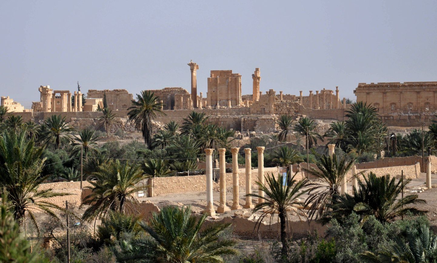 Palmyra linn.