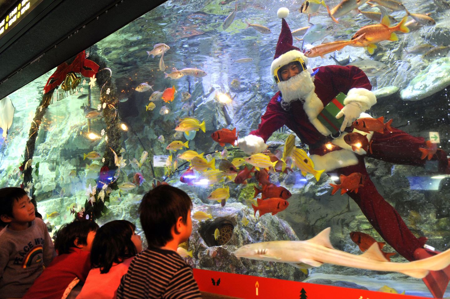 Jõuluvanakostüümis sukelduja Yokohama akvaariumis