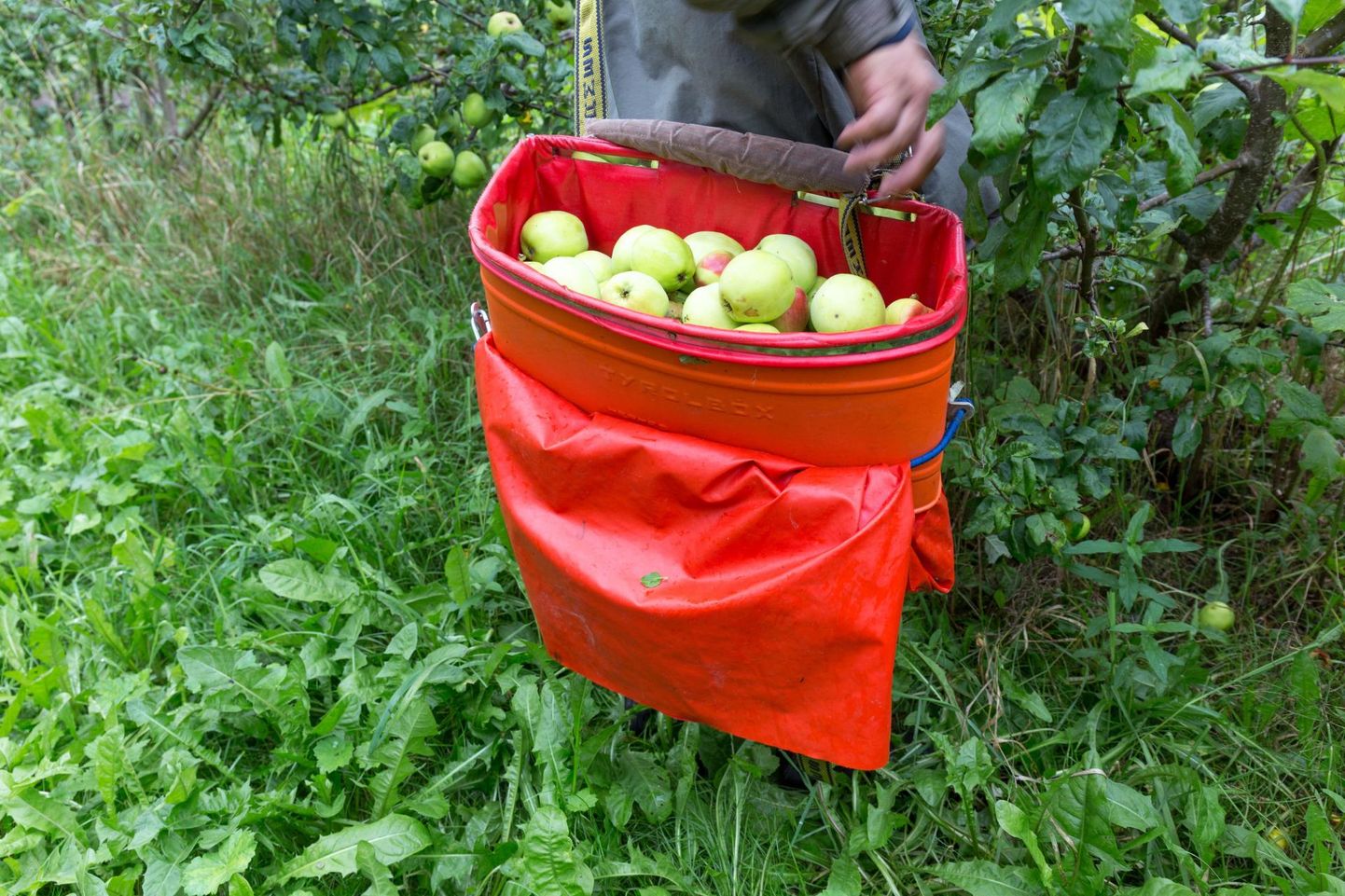 Tänavu kasvas Viljandimaal õuna- ja prinipuid 192 hektaril.