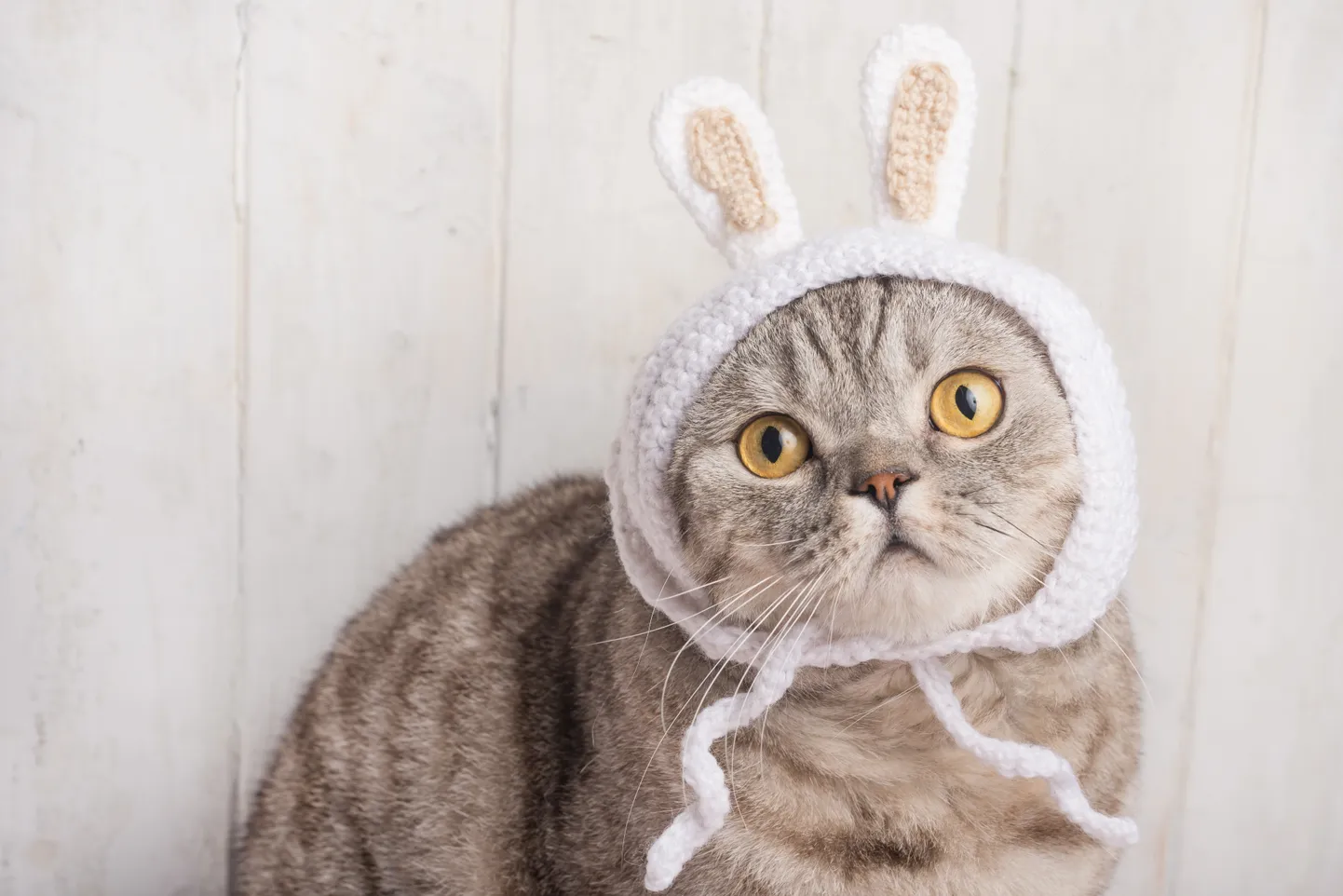 Кот в шапке. Фото иллюстративное.