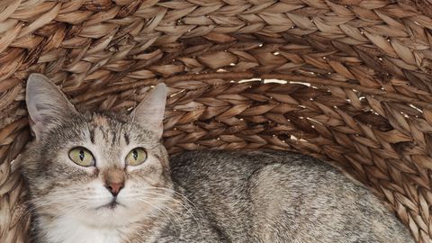 Kassipreili Ronja otsib armastava kodu Pärnumaa varjupaigast