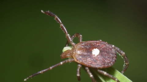 PUUGID KODUS! ⟩ Teadlased hoiatavad: tuppa toodud puugid jäävad siseruumides ellu kauem, kui arvata võiks