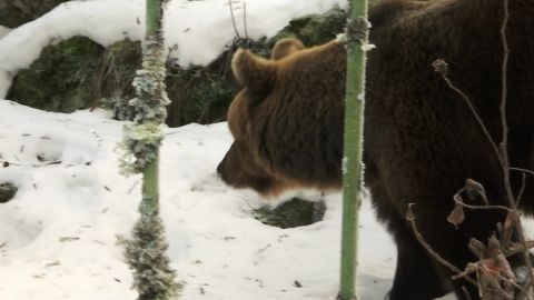 Elistvere loomapargi au ja uhkus, karu Karoliina, sai 25. aastaseks!