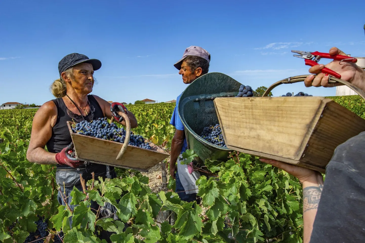 Bordeaux’ lähistel asuvas Château Haut-Brioni istanduses on käes kibekiire koristus, sest valminud on punase veini tegemisel kasutatavad Cabernet-Sauvignoni sordi viinamarjad. Raskete ilmaolude tõttu jääb Prantsusmaal tänavune veinitoodang mullusest 12 protsendi võrra väiksemaks.
