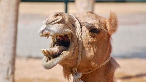 Vihaseks aetud kaamel tallas lastelaagris mehe surnuks