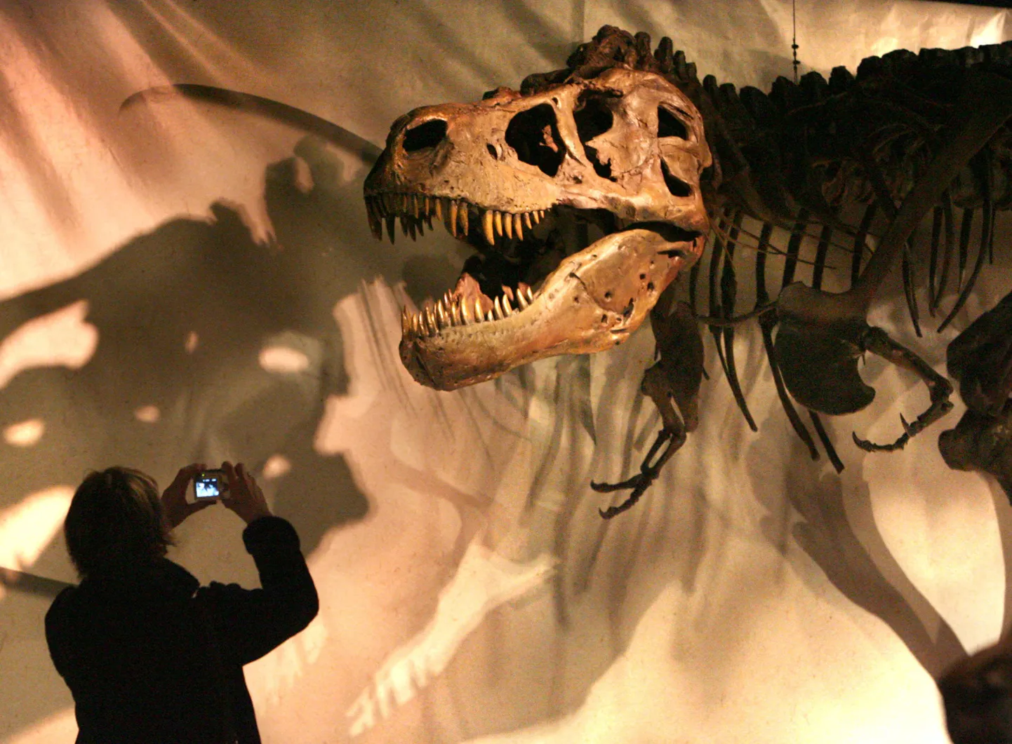 Tyrannosaurus rexi skelett
