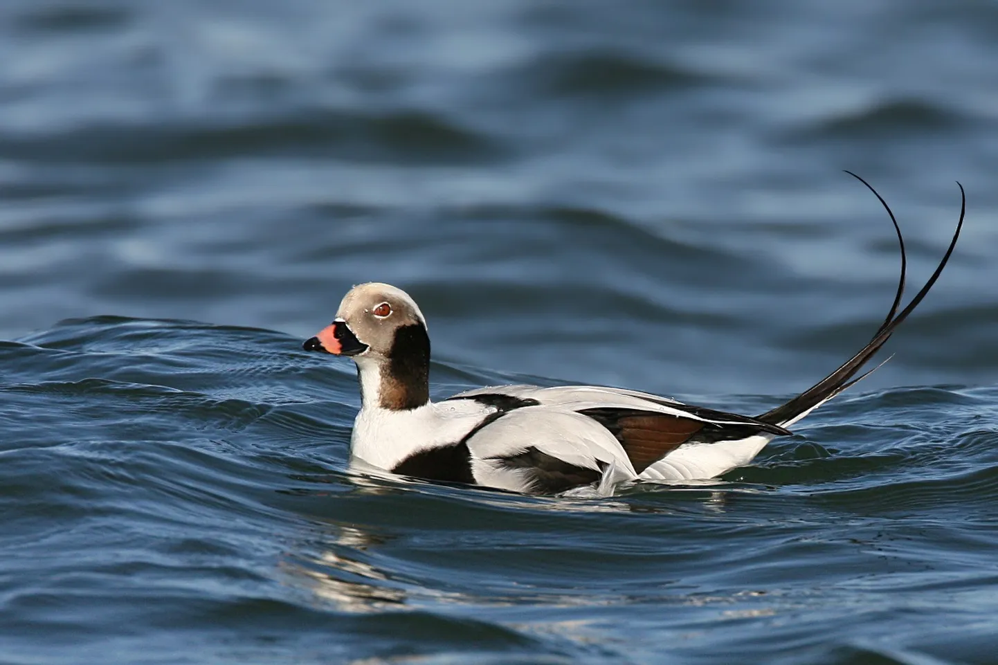 Aul (Clangula hyemalis). Pilt on illustreeriv.