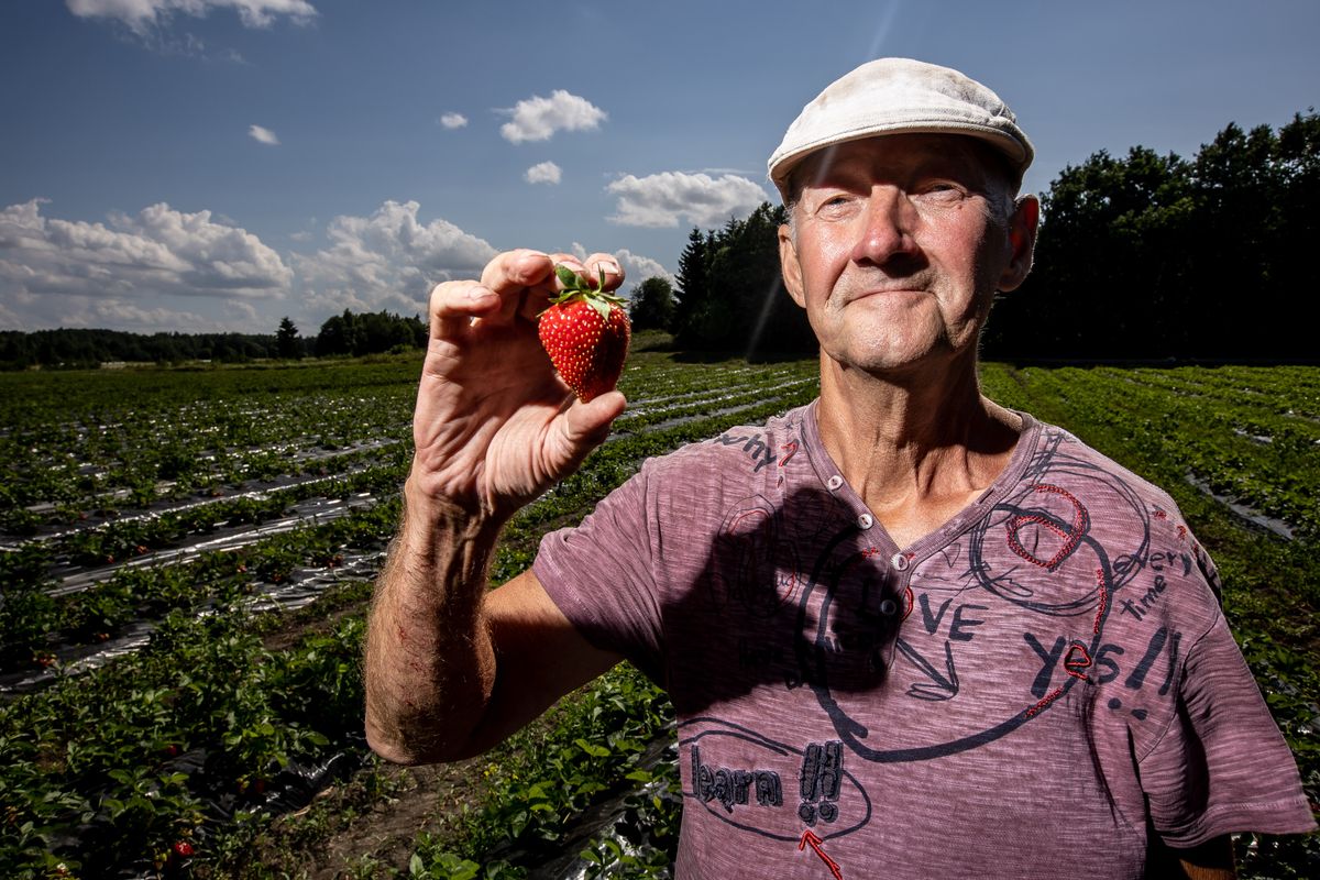 Gunnar Tärn on oma Raja talus maasikaid kasvatanud juba kaks kümnendit.