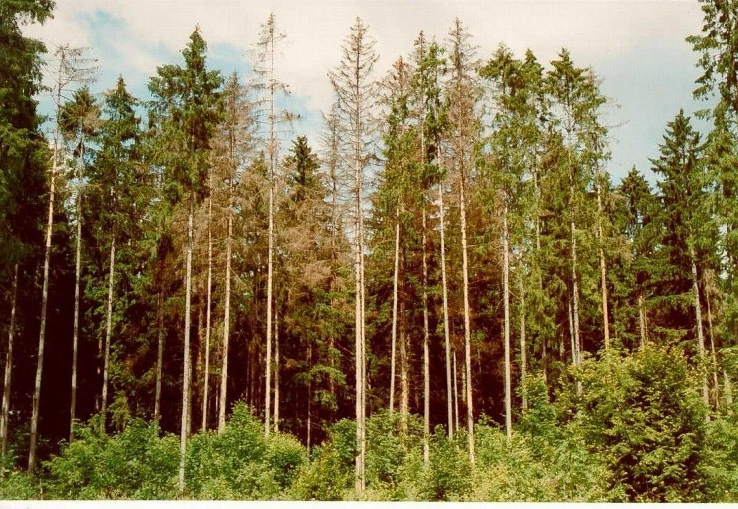 Kuuse-kooreüraski kahjustuskolle.