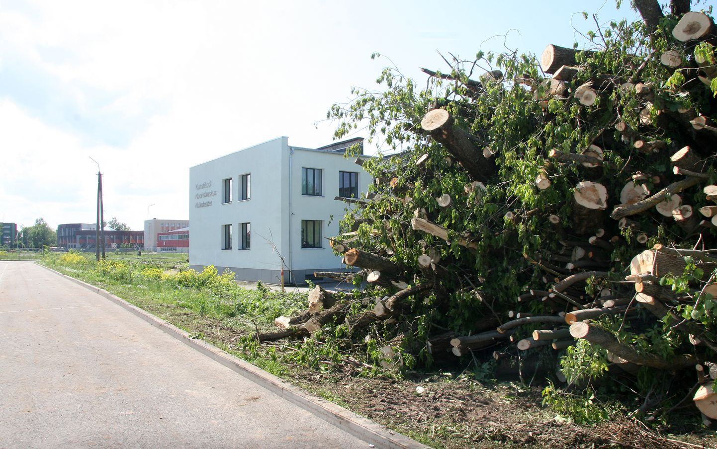 Jõhvi kunstikooli juurde kerkis sel nädalal mahavõetud puudest suur kuhi.