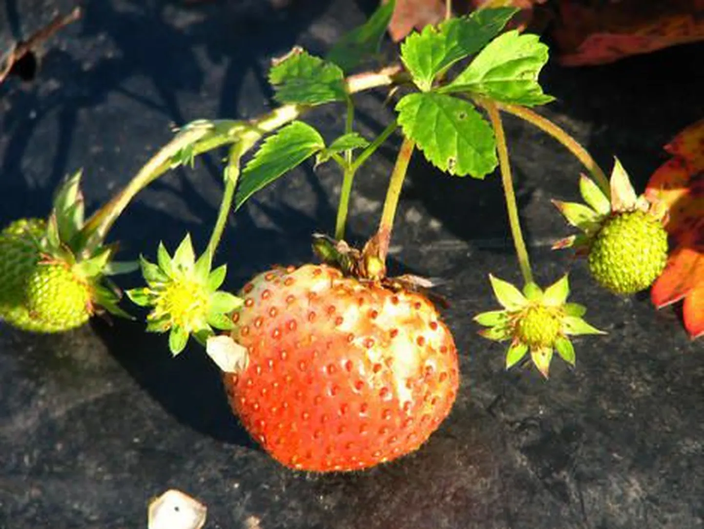 Mustla maasikas