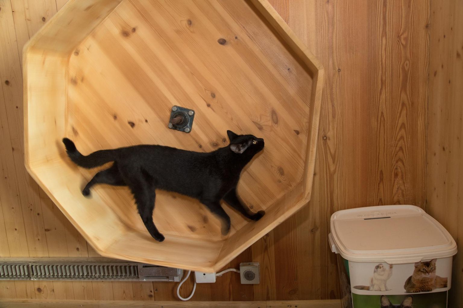 Varjupaikade MTÜ eestvedamisel on oktoober traditsiooniliselt musta kassi kuu, sest mustad ja musta-valgekirjud kiisud leiavad kodu ülejäänud kassidest harvem.