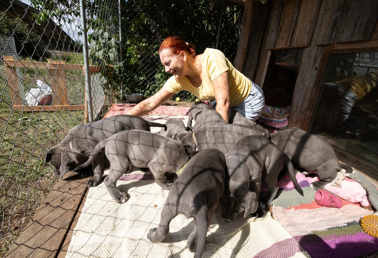 Luikede pere cane corso kutsikad.