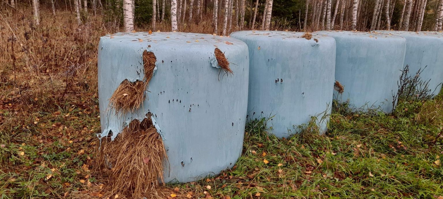 Leevaku külas elava taluperemehe Agu Mälbergi varutud silorullid said karu käppade alla kannatada – ja seda juba teist aastat järjest.