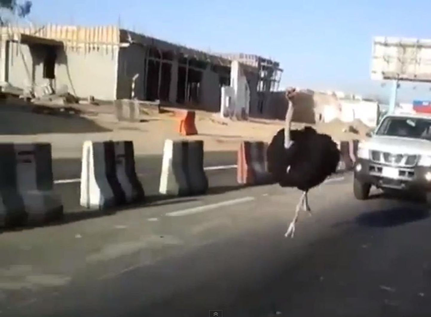 Saudi Araabias kihutas jaanalind autodega võidu