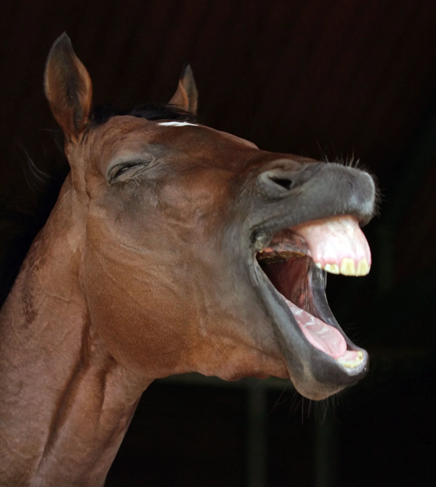 Hobustel on põhjust rõõmustada, sest prantslaste isu nende liha järele on kõvasti kahanenud.
