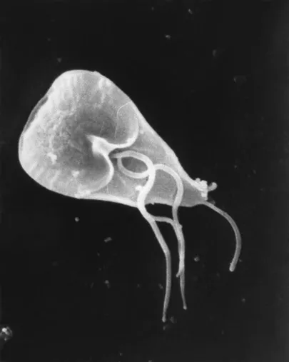 Haigustekitaja Giardia lamblia.
