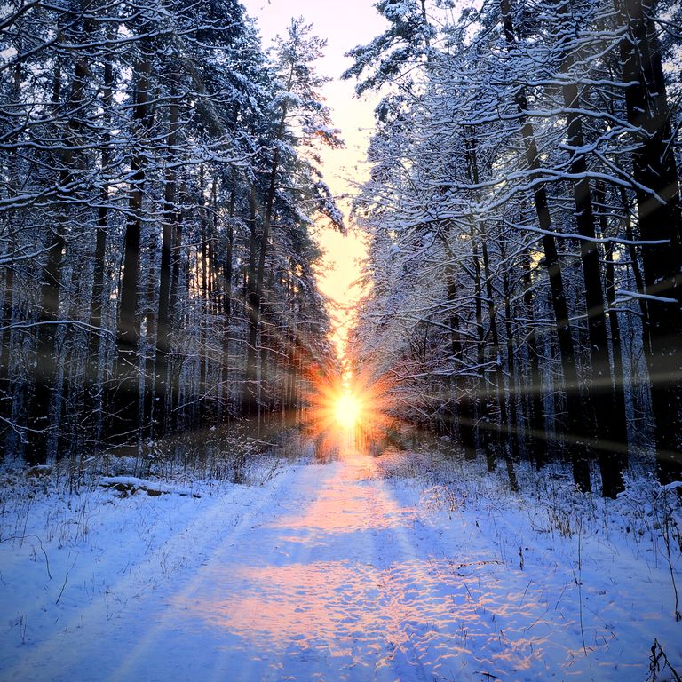 Talvine mets ja päike. Pilt on illustreeriv