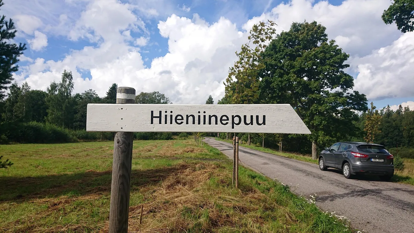 Hiieniinepuu Palmse–Vatku teekonnal.