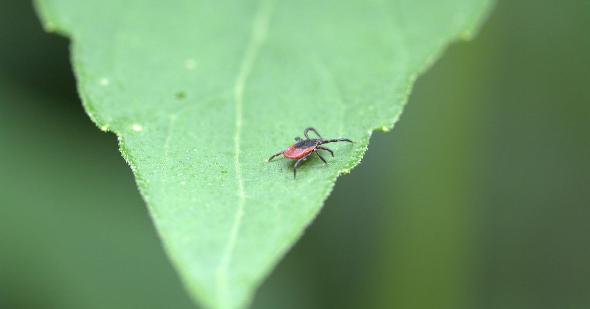 Juuli tõi poolsada borrelioosijuhtu