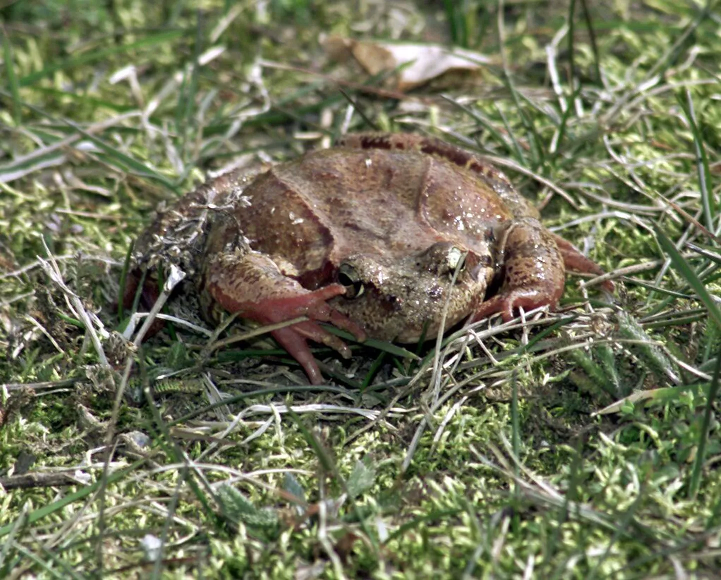 Kõre.