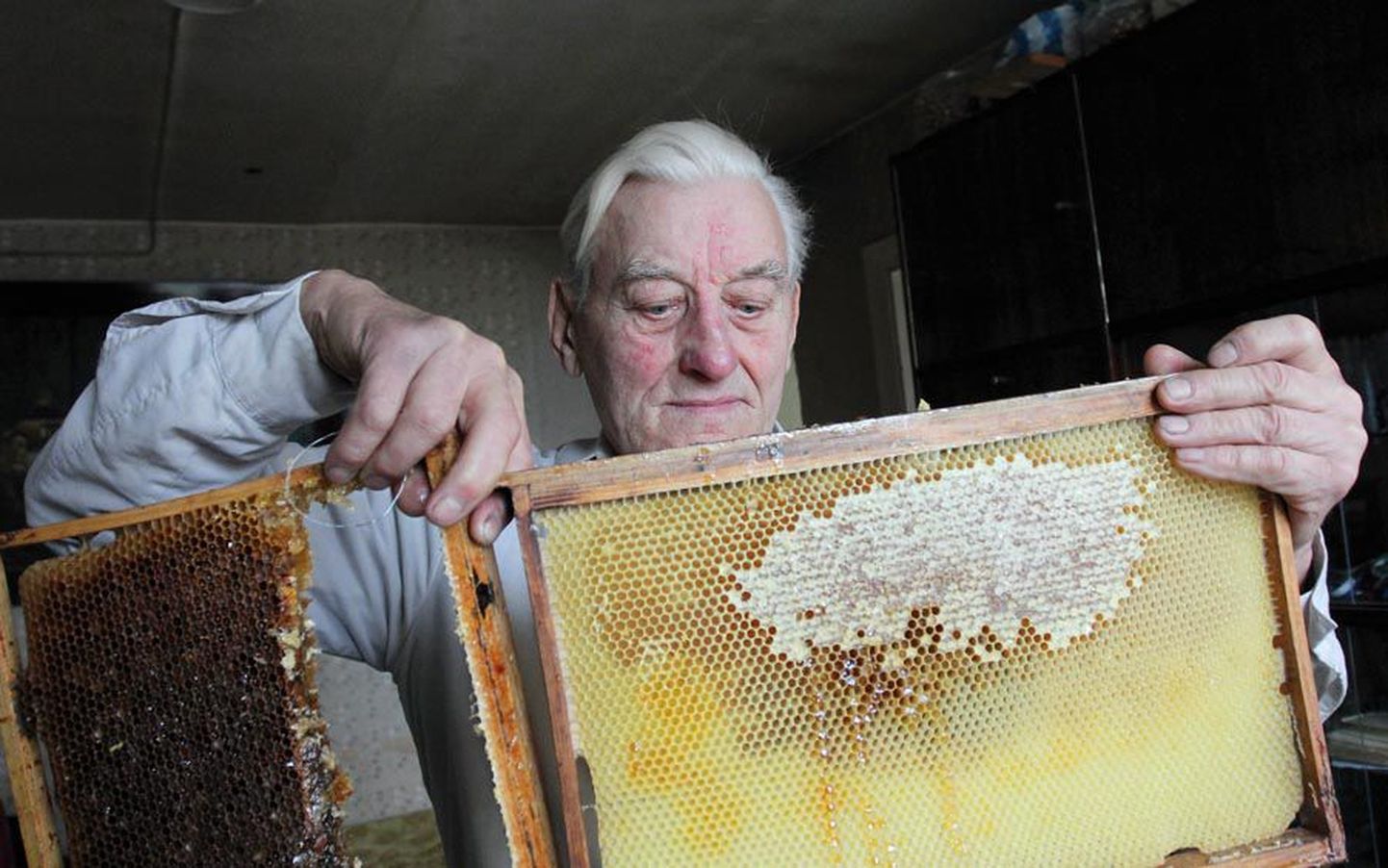 Üks Herbert Sepa suuremaid kirgi on olnud mesilindude pidamine. Ta on aretanud mesilased, kelle iminokk on tavalisest pikem.